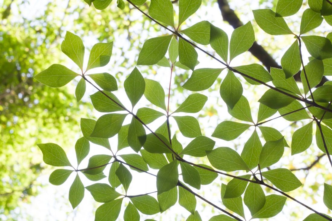 Komorebi green leaves
