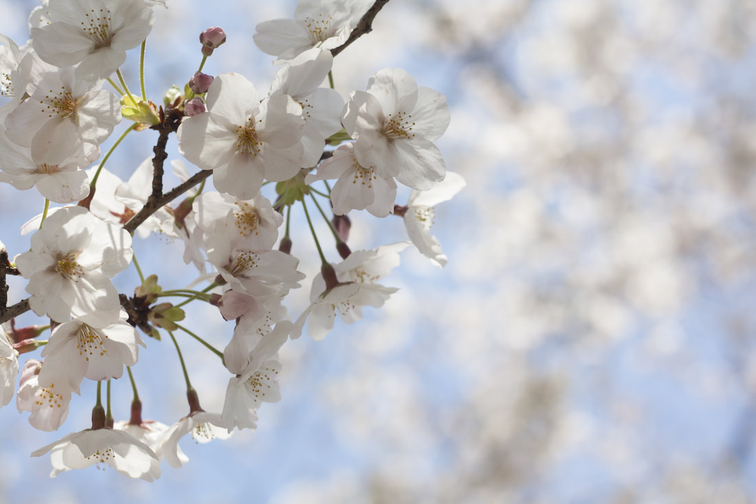 Japanese sakura cherry blossoms